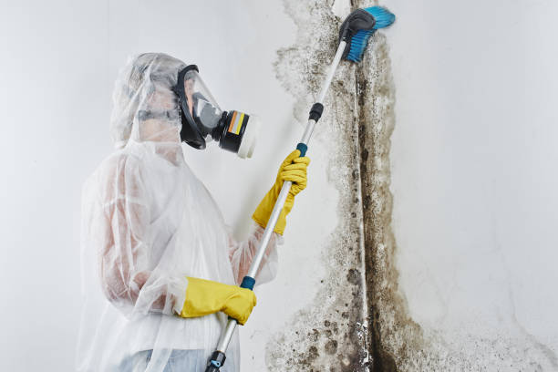 Best Mold Testing and Inspection Services in Huntington Beach, CA