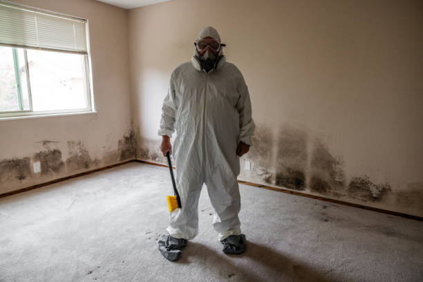 Best White Mold Remediation in Huntington Beach, CA