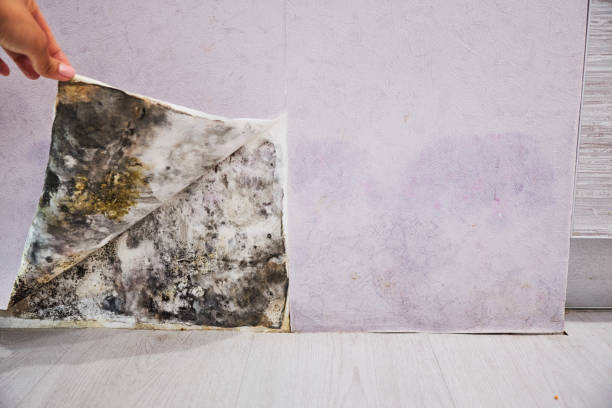 Best Basement Mold Remediation in Huntington Beach, CA